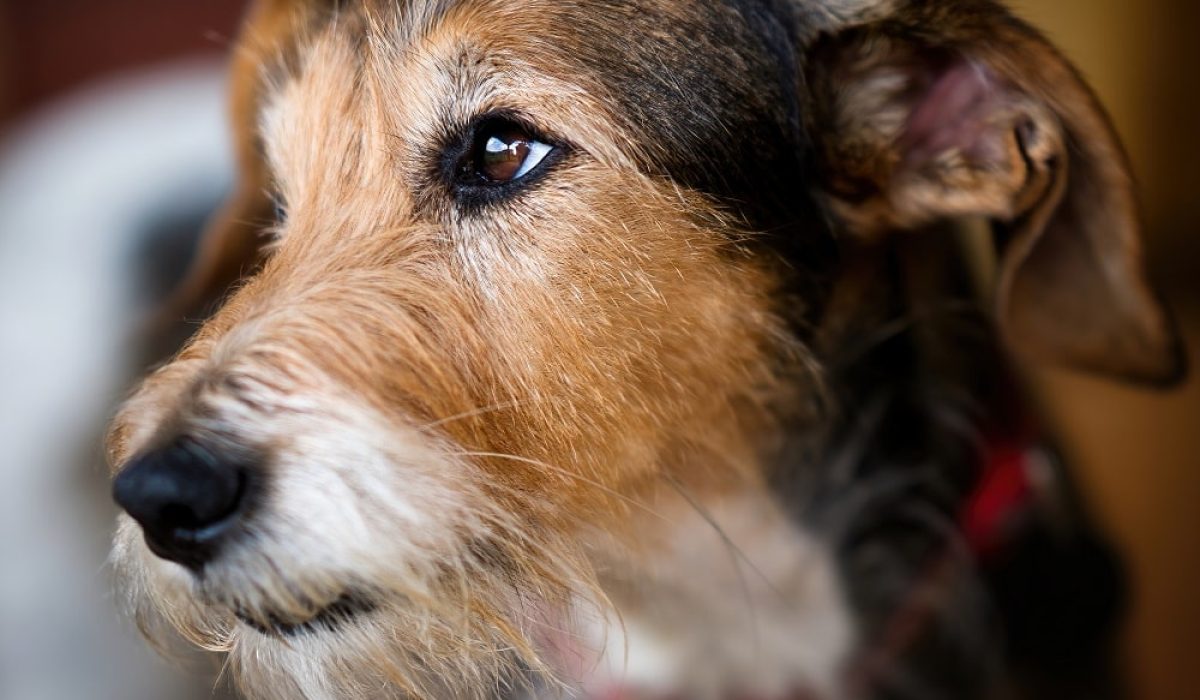 cute-dog-head-eye-detail-portrait-2022-04-30-19-33-41-utc-min.jpg
