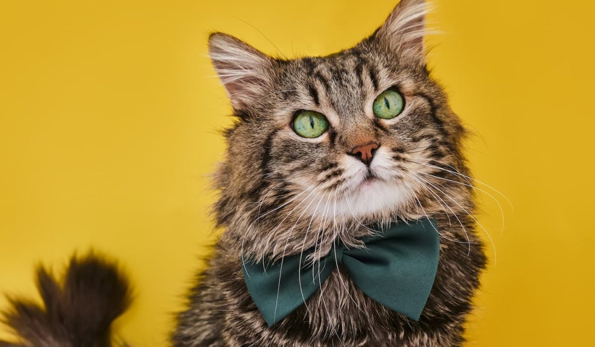 up-funny-cat-in-bow-tie-and-glasses-sitting-on-yellow-2023-11-27-05-18-02-utc.jpg
